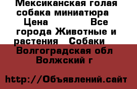 Мексиканская голая собака миниатюра › Цена ­ 53 000 - Все города Животные и растения » Собаки   . Волгоградская обл.,Волжский г.